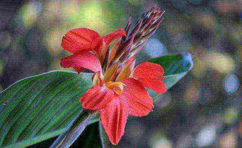 pagtatanim ng canna at pangangalaga sa bukas na bukid sa Urals