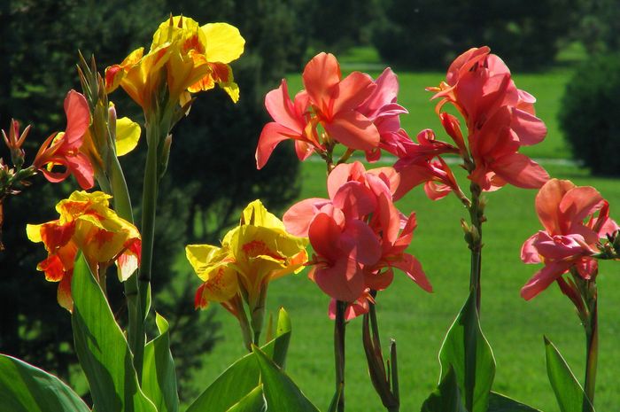 pagtatanim ng canna at pangangalaga sa bukas na bukid sa Urals