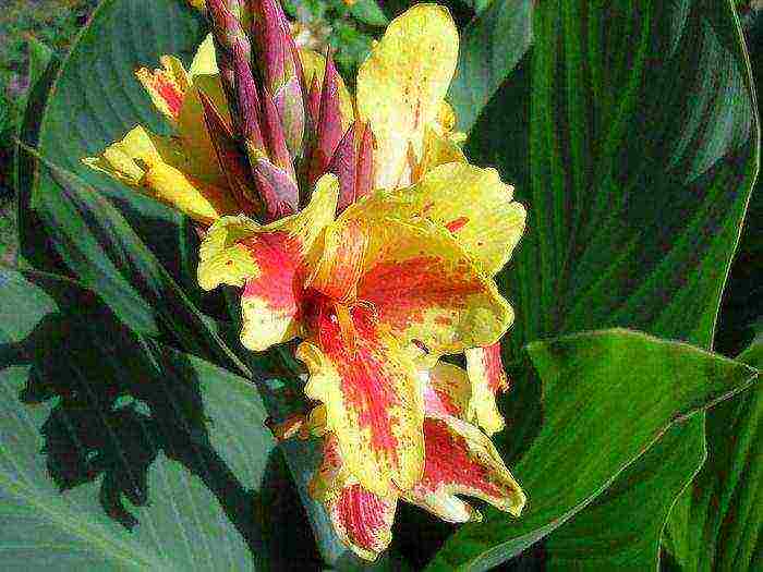 canna planting and care in the open field in the Urals