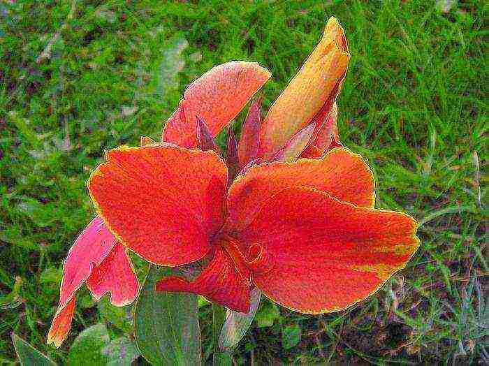 canna planting and care in the open field in the Urals