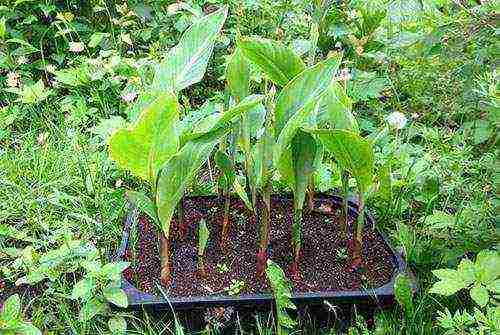 canna planting and care in the open field in the Urals