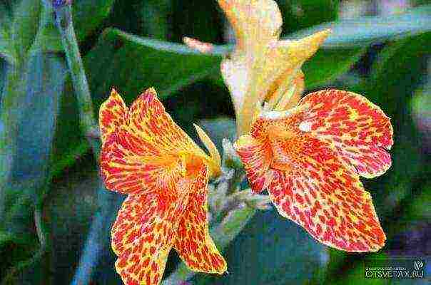 canna planting and care in the open field in the Urals