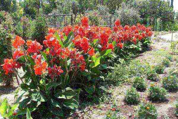 pagtatanim ng canna at pangangalaga sa bukas na bukid sa siberia