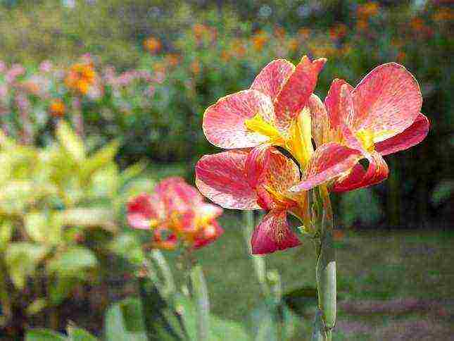 pagtatanim ng canna at pangangalaga sa bukas na bukid sa siberia