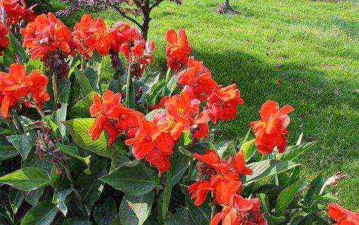 canna planting and care in the open field in siberia