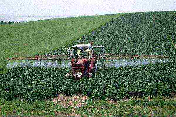 potatoes how to grow fertilize weed control