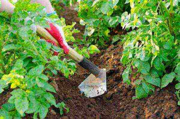 potatoes how to grow fertilize weed control