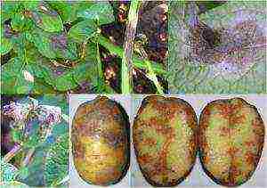 potatoes how to grow fertilize weed control