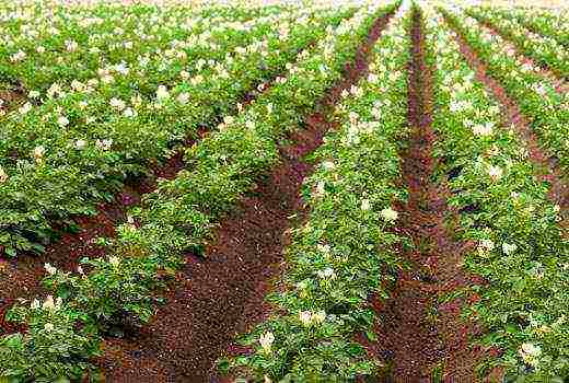 potatoes how to grow fertilize weed control