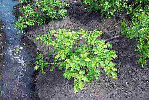 potatoes how to grow fertilize weed control