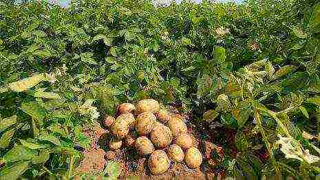 potatoes all varieties description grown in Belarus