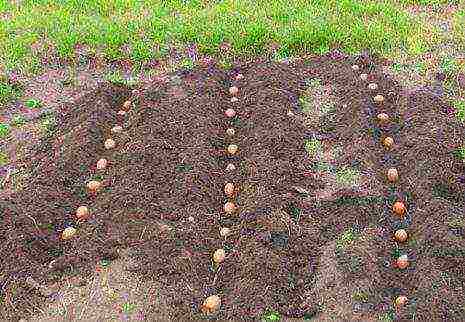 potatoes all varieties description grown in Belarus