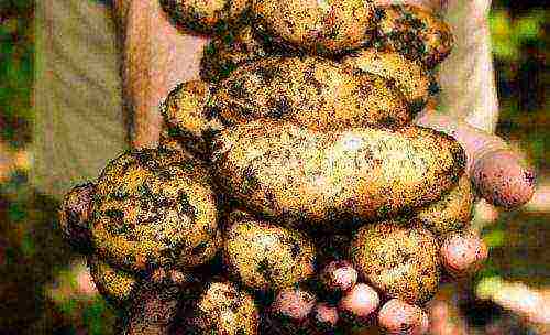 potatoes all varieties description grown in Belarus