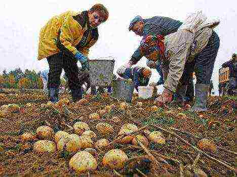 potatoes all varieties description grown in Belarus