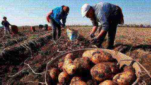 patatas lahat ng uri ng paglalarawan na lumaki sa Belarus