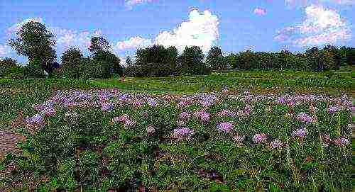 potatoes all varieties description grown in Belarus