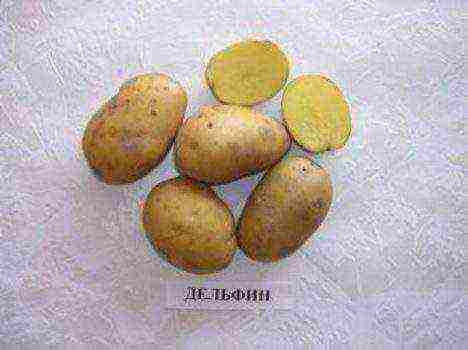 potatoes all varieties description grown in Belarus