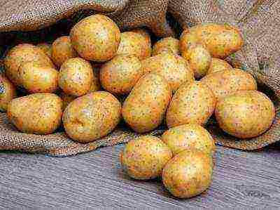 potatoes all varieties description grown in Belarus