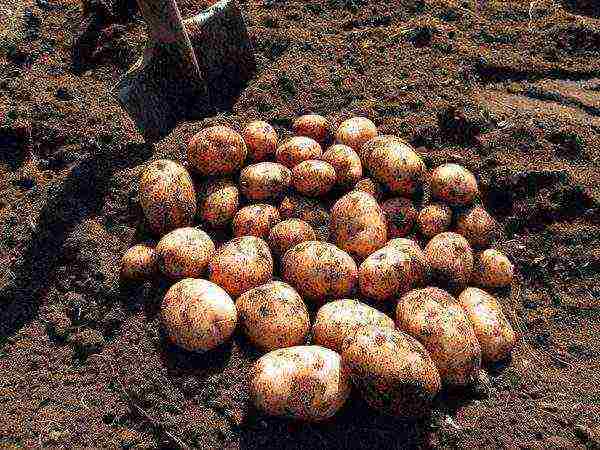 potatoes all varieties description grown in Belarus