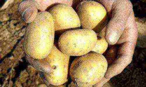 potatoes all varieties description grown in Belarus