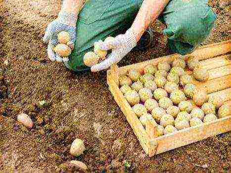 potatoes all varieties description grown in Belarus