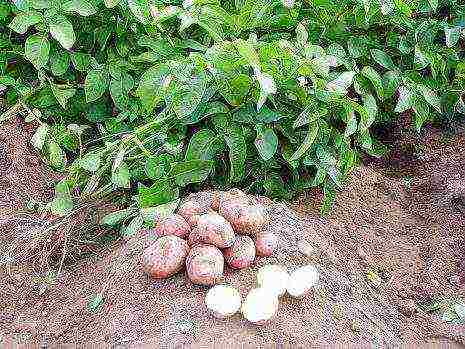 potatoes all varieties description grown in Belarus