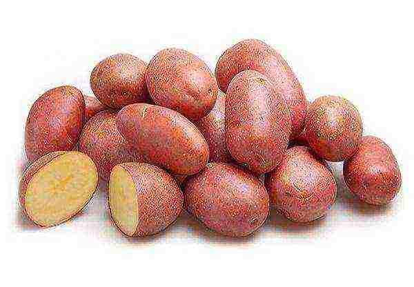 best varieties of potatoes