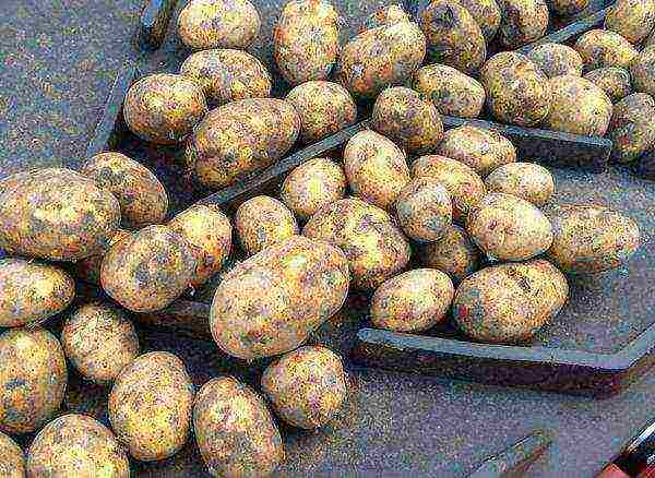 best varieties of potatoes