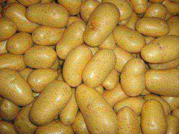 best varieties of potatoes