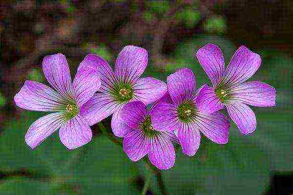 oxalis iron cross planting and care in the open field