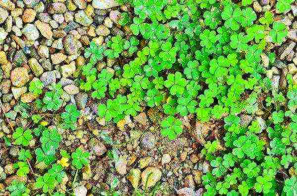 pagtatanim ng oxalis iron cross at pangangalaga sa bukas na bukid