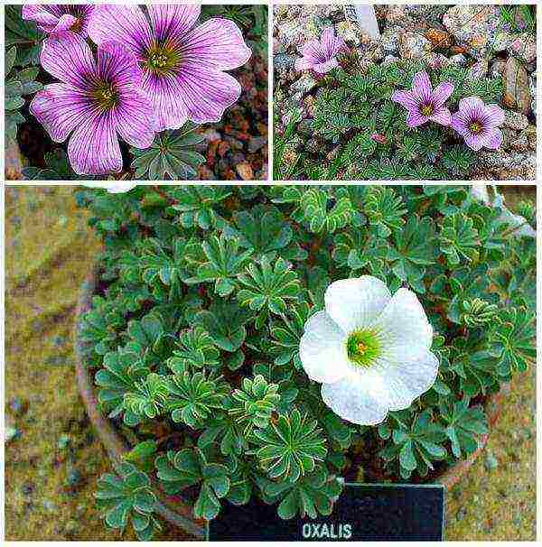 oxalis iron cross planting and care in the open field