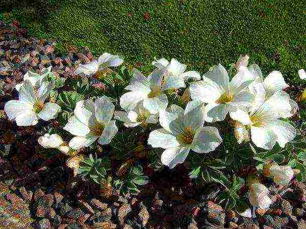 oxalis iron cross planting and care in the open field