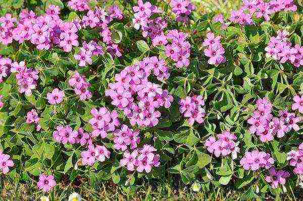 oxalis iron cross planting and care in the open field