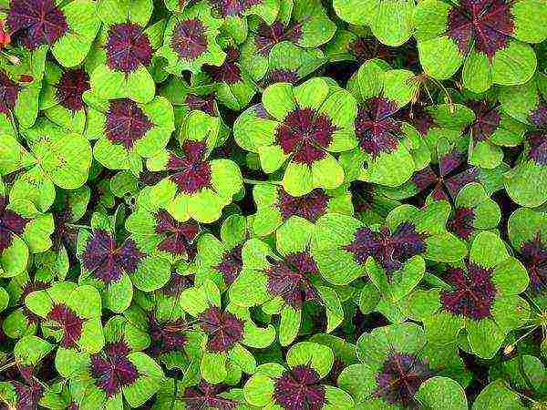 oxalis iron cross การปลูกและดูแลในทุ่งโล่ง