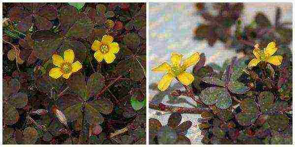 oxalis iron cross planting and care in the open field