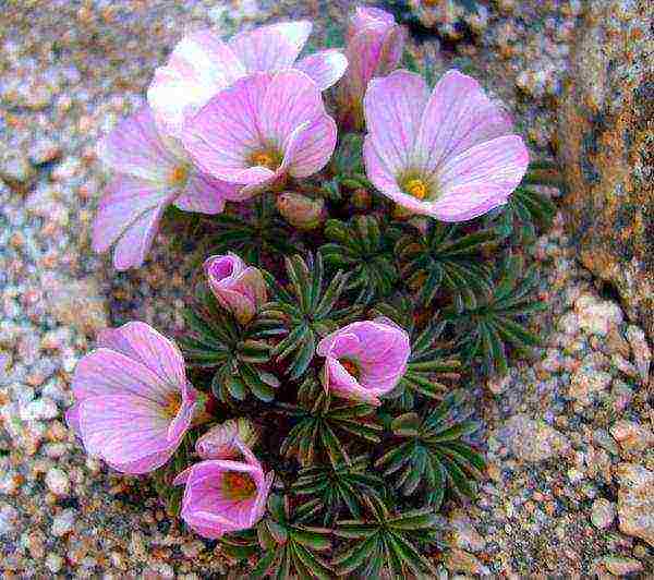 oxalis iron cross planting and care in the open field