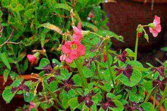 pagtatanim ng oxalis iron cross at pangangalaga sa bukas na bukid