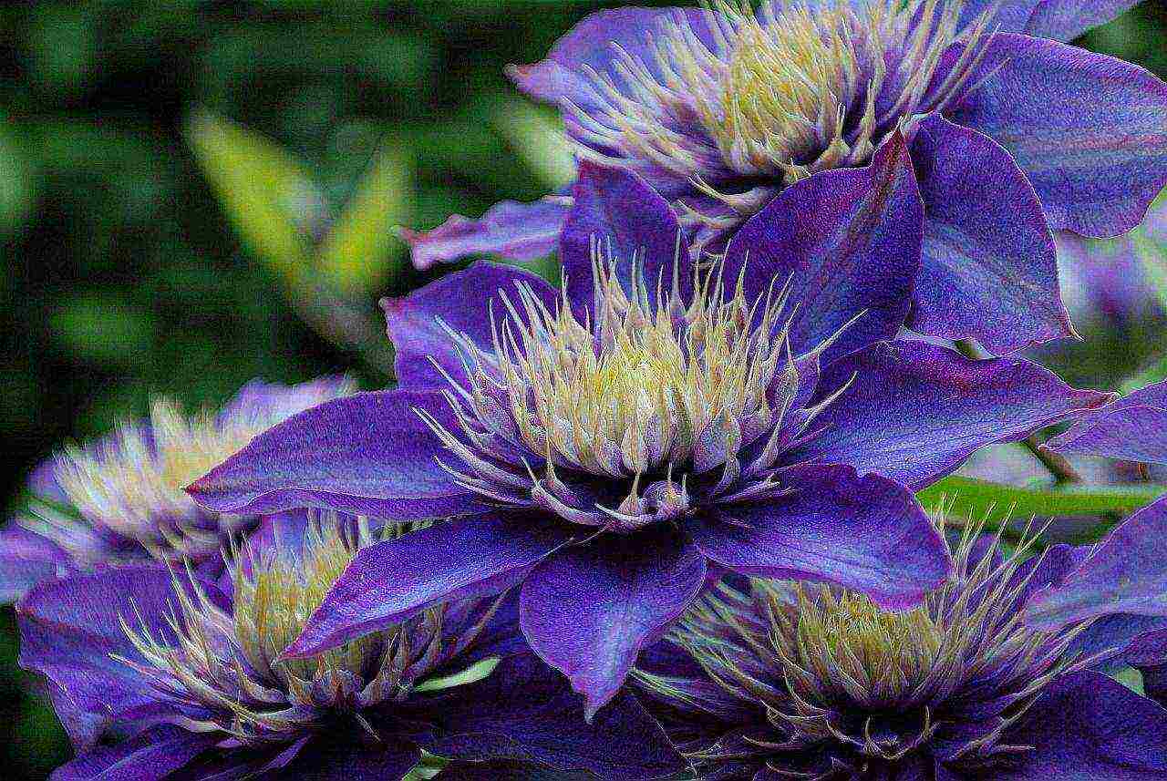 clematis multi blue planting and care in the open field