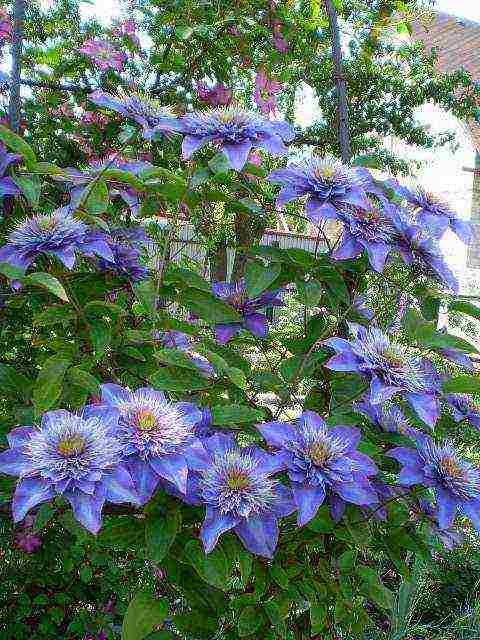 clematis multi blue planting and care in the open field