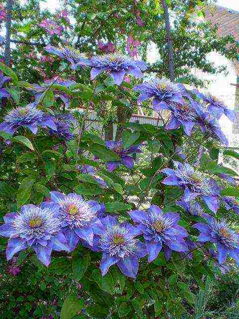 clematis multi blue na pagtatanim at pangangalaga sa bukas na bukid