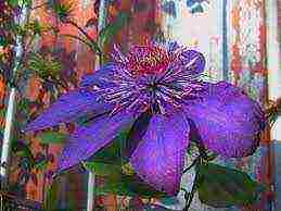 clematis multi blue na pagtatanim at pangangalaga sa bukas na bukid