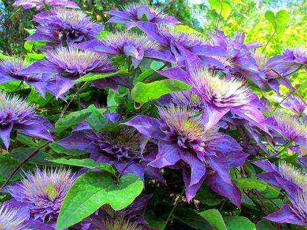 clematis multi blue planting and care in the open field