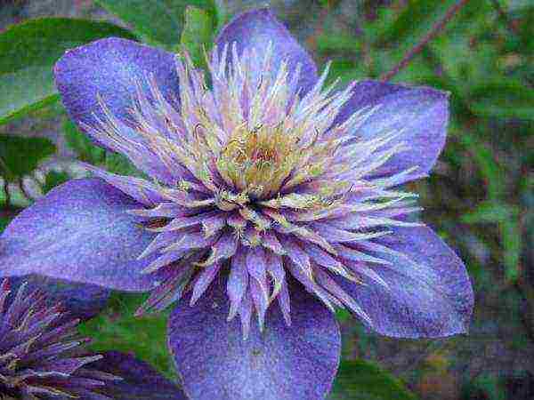 clematis multi blue planting and care in the open field