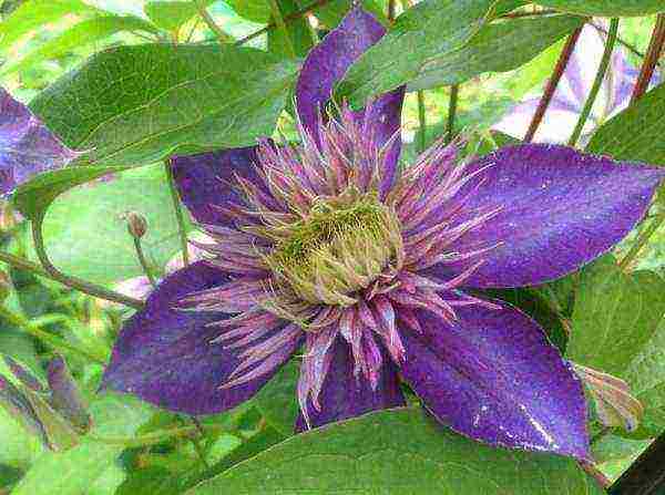 clematis multi blue planting and care in the open field