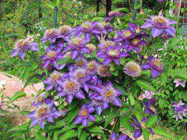 clematis multi blue planting and care in the open field