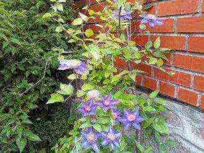 clematis multi blue planting and care in the open field