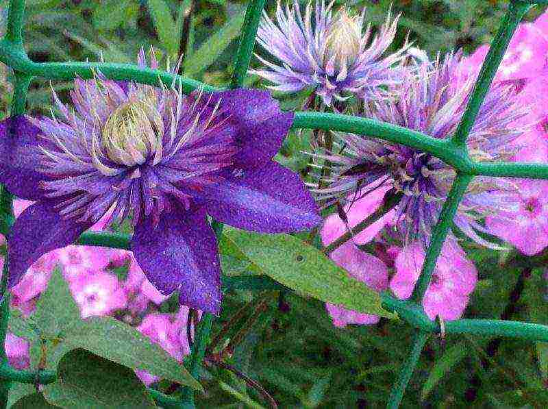 clematis multi blue planting and care in the open field