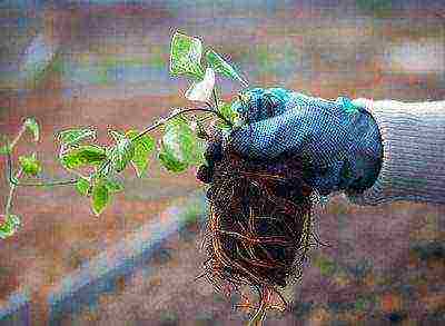 clematis multi blue planting and care in the open field