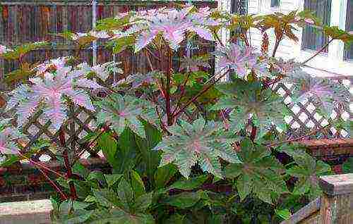 castor bean can be grown at home